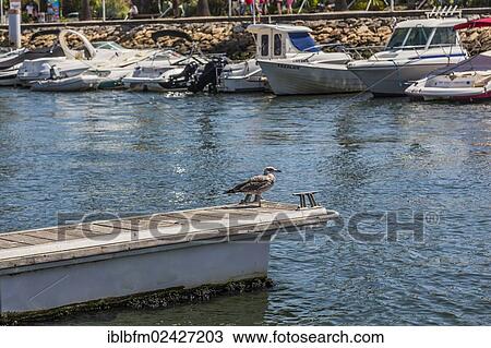 Stock Image - "Harbour, marina, Lagos, Algarve, Portugal, Europe". Fotosearch