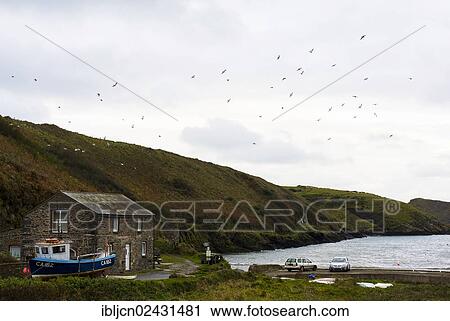 Stock Image - "Harbour of Abercastle, Pembrokeshire, Wales, United Kingdom, Europe". Fotosearch