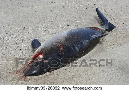 Stock Image - "Harbour Porpoise (Phocoena phocoena) found dead after a collision with a propeller, East Frisian Islands, East Frisia, Lower Saxony, Germany, Europe". Fotosearch