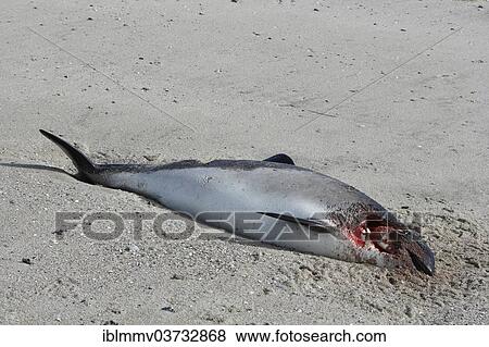 "Harbour Porpoise (Phocoena phocoena) found dead after a collision with a propeller, East Frisian Islands, East Frisia, Lower Saxony, Germany, Europe" View Large Photo Image Stock Photo - "Harbour Porpoise (Phocoena phocoena) found dead after a collision with a propeller, East Frisian Islands, East Frisia, Lower Saxony, Germany, Europe". Fotosearch