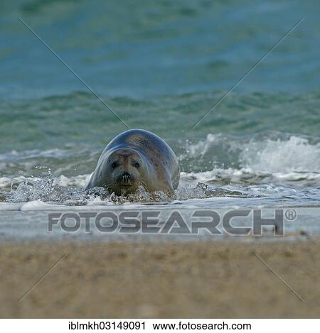 "Harbour Seal (Phoca vitulina), Dune island, Helgoland, Schleswig-Holstein, Germany, Europe" View Large Photo Image Stock Image - "Harbour Seal (Phoca vitulina), Dune island, Helgoland, Schleswig-Holstein, Germany, Europe". Fotosearch