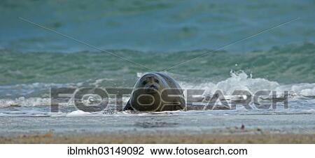 "Harbour Seal (Phoca vitulina), Dune island, Helgoland, Schleswig-Holstein, Germany, Europe" View Large Photo Image Stock Image - "Harbour Seal (Phoca vitulina), Dune island, Helgoland, Schleswig-Holstein, Germany, Europe". Fotosearch