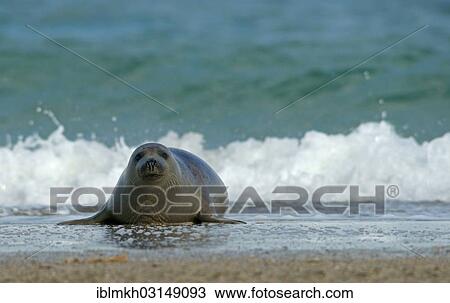 Stock Image - "Harbour Seal (Phoca vitulina), Dune island, Helgoland, Schleswig-Holstein, Germany, Europe". Fotosearch