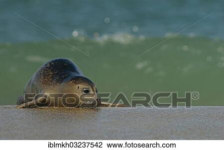 Stock Image - "Harbour Seal (Phoca vitulina), Dune island, Helgoland, Schleswig-Holstein, Germany, Europe". Fotosearch