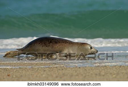 "Harbour Seal (Phoca vitulina), Dune island, Helgoland, Schleswig-Holstein, Germany, Europe" View Large Photo Image Stock Photograph - "Harbour Seal (Phoca vitulina), Dune island, Helgoland, Schleswig-Holstein, Germany, Europe". Fotosearch