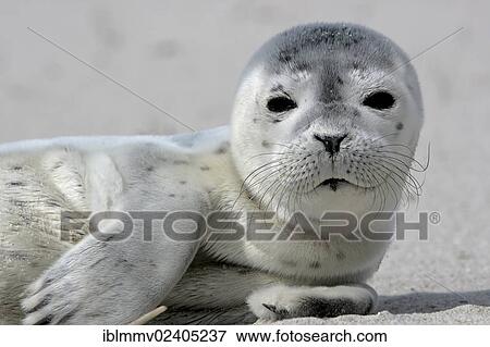 "Harbour Seal (Phoca vitulina), howler, Minsener Oog, East Frisian Islands, Lower Saxony Wadden Sea National Park, Lower Saxony, Germany, Europe" View Large Photo Image Stock Photo - "Harbour Seal (Phoca vitulina), howler, Minsener Oog, East Frisian Islands, Lower Saxony Wadden Sea National Park, Lower Saxony, Germany, Europe". Fotosearch