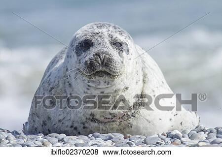 "Harbour Seal (Phoca vitulina), island of Heligoland, Schleswig-Holstein, Germany, Europe" View Large Photo Image Stock Photo - "Harbour Seal (Phoca vitulina), island of Heligoland, Schleswig-Holstein, Germany, Europe". Fotosearch