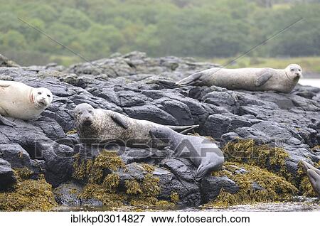 "Harbour Seals (Phoca vitulina) on rocks at low tide, Dunvegan, Isle of Skye, Scotland, United Kingdom, Europe" View Large Photo Image Stock Photo - "Harbour Seals (Phoca vitulina) on rocks at low tide, Dunvegan, Isle of Skye, Scotland, United Kingdom, Europe". Fotosearch