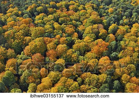 "Harburg autumn forest, Hamburg, Hamburg, Hamburg, Germany, Europe" View Large Photo Image Stock Photo - "Harburg autumn forest, Hamburg, Hamburg, Hamburg, Germany, Europe". Fotosearch
