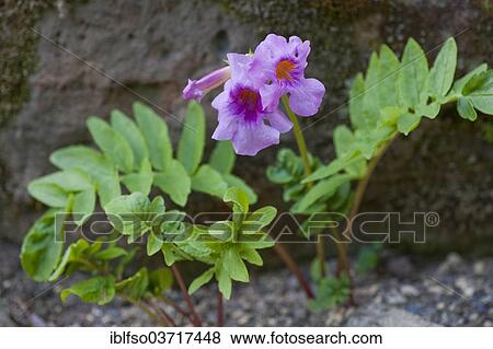 "Hardy Gloxinia (Incarvillea delavayi), flowers and leaves, Thuringia, Germany, Europe" View Large Photo Image Stock Photo - "Hardy Gloxinia (Incarvillea delavayi), flowers and leaves, Thuringia, Germany, Europe". Fotosearch