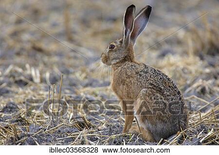 Stock Photo - "Hare (Lepus europaeus), Burgenland, Austria, Europe". Fotosearch