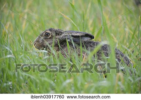 "Hare (Lepus europaeus), Emsland, Lower Saxony, Germany, Europe" View Large Photo Image Stock Image - "Hare (Lepus europaeus), Emsland, Lower Saxony, Germany, Europe". Fotosearch