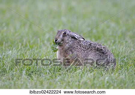 Picture - Hare (Lepus europaeus), feeding during a light drizzle, Texel, Wadden Islands, Netherlands, Holland, Europe. Fotosearch