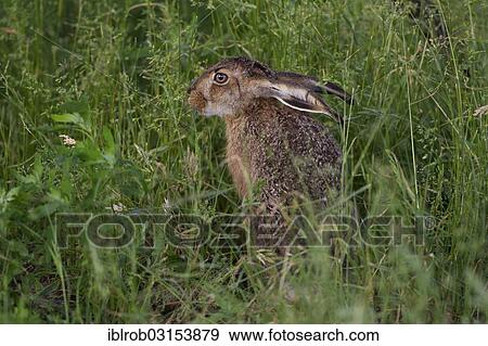 "Hare (Lepus europaeus), Illmitz, Burgenland, Austria, Europe" View Large Photo Image Stock Photo - "Hare (Lepus europaeus), Illmitz, Burgenland, Austria, Europe". Fotosearch