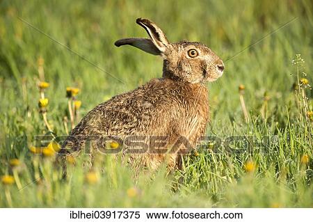 "Hare (Lepus europaeus) in meadow, Upper Austria, Salzkammergut, Austria, Europe" View Large Photo Image Stock Photography - "Hare (Lepus europaeus) in meadow, Upper Austria, Salzkammergut, Austria, Europe". Fotosearch