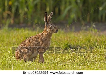 "Hare (Lepus europaeus), Schleswig-Holstein, Germany, Europe" View Large Photo Image Picture - "Hare (Lepus europaeus), Schleswig-Holstein, Germany, Europe". Fotosearch