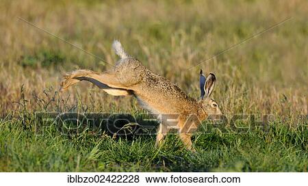 Hare (Lepus europaeus), shaking water from its fur, morning dew, Texel, Wadden Islands, Netherlands, Europe View Large Photo Image Stock Photo - Hare (Lepus europaeus), shaking water from its fur, morning dew, Texel, Wadden Islands, Netherlands, Europe. Fotosearch