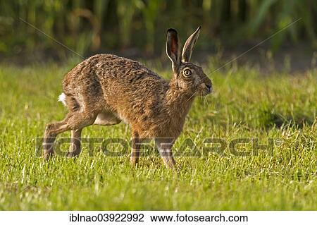 "Hare (Lepus europaeus), Schleswig-Holstein, Germany, Europe" View Large Photo Image Stock Image - "Hare (Lepus europaeus), Schleswig-Holstein, Germany, Europe". Fotosearch