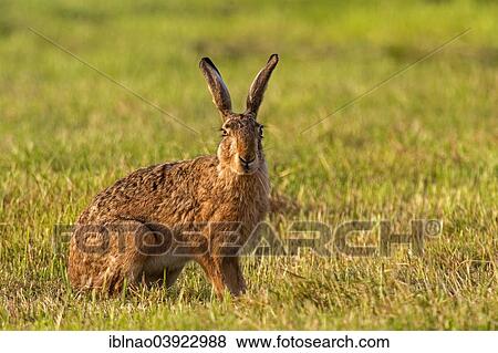 "Hare (Lepus europaeus), Schleswig-Holstein, Germany, Europe" View Large Photo Image Stock Photo - "Hare (Lepus europaeus), Schleswig-Holstein, Germany, Europe". Fotosearch