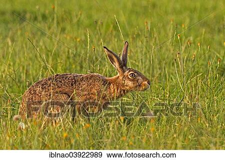 "Hare (Lepus europaeus), Schleswig-Holstein, Germany, Europe" View Large Photo Image Stock Photo - "Hare (Lepus europaeus), Schleswig-Holstein, Germany, Europe". Fotosearch