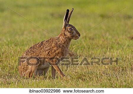 "Hare (Lepus europaeus), Schleswig-Holstein, Germany, Europe" View Large Photo Image Stock Photograph - "Hare (Lepus europaeus), Schleswig-Holstein, Germany, Europe". Fotosearch