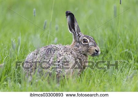 Stock Image - "Hare (Lepus europaeus), Tating, Eiderstedt, North Frisia, Schleswig-Holstein, Germany, Europe". Fotosearch