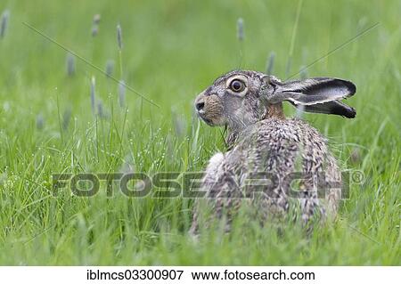 "Hare (Lepus europaeus), Tating, Eiderstedt, North Frisia, Schleswig-Holstein, Germany, Europe" View Large Photo Image Stock Photo - "Hare (Lepus europaeus), Tating, Eiderstedt, North Frisia, Schleswig-Holstein, Germany, Europe". Fotosearch