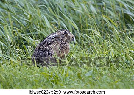 Stock Image - "Hare (Lepus europaeus), Texel, Holland, The Netherlands, Europe". Fotosearch