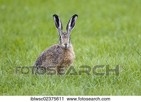 Stock Image - "Hare (Lepus europaeus), Texel, Holland, Netherlands, Europe". Fotosearch
