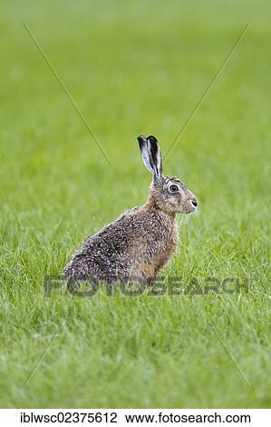 "Hare (Lepus europaeus), Texel, Holland, Netherlands, Europe" View Large Photo Image Stock Image - "Hare (Lepus europaeus), Texel, Holland, Netherlands, Europe". Fotosearch