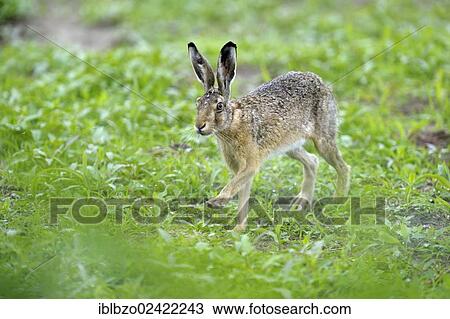 Stock Image - Hare (Lepus europaeus), Texel, Wadden Islands, Netherlands, Holland, Europe. Fotosearch