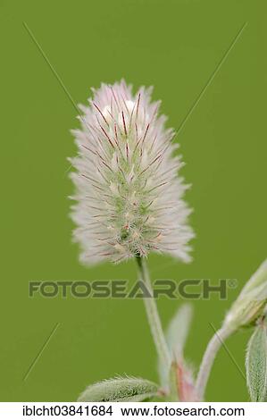 "Hare's-foot Clover (Trifolium arvense), flower, North Rhine-Westphalia, Germany, Europe" View Large Photo Image Picture - "Hare's-foot Clover (Trifolium arvense), flower, North Rhine-Westphalia, Germany, Europe". Fotosearch