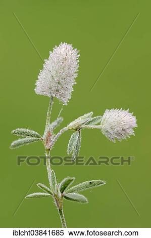 "Hare's-foot Clover (Trifolium arvense), flowers, North Rhine-Westphalia, Germany, Europe" View Large Photo Image Stock Photography - "Hare's-foot Clover (Trifolium arvense), flowers, North Rhine-Westphalia, Germany, Europe". Fotosearch