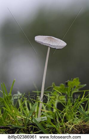 "Hare's Foot Inkcap (Coprinus lagopus), fruiting body, growing in rough grass on riverbank, River Lee, near Rye Meads, Hertfordshire, England, United Kingdom, Europe" View Large Photo Image Stock Image - "Hare's Foot Inkcap (Coprinus lagopus), fruiting body, growing in rough grass on riverbank, River Lee, near Rye Meads, Hertfordshire, England, United Kingdom, Europe". Fotosearch