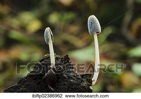 Stock Image - "Hare's Foot Inkcap (Coprinus lagopus), two fruiting bodies, growing in mud, Anston Stones Wood, South Yorkshire, England, United Kingdom, Europe". Fotosearch