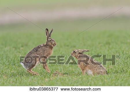 "Hares (Lepus europaeus), Upper Austria, Austria, Europe" View Large Photo Image Stock Photo - "Hares (Lepus europaeus), Upper Austria, Austria, Europe". Fotosearch
