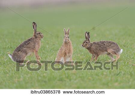 "Hares (Lepus europaeus), Upper Austria, Austria, Europe" View Large Photo Image Stock Photo - "Hares (Lepus europaeus), Upper Austria, Austria, Europe". Fotosearch