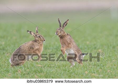 "Hares (Lepus europaeus), Upper Austria, Austria, Europe" View Large Photo Image Stock Photo - "Hares (Lepus europaeus), Upper Austria, Austria, Europe". Fotosearch