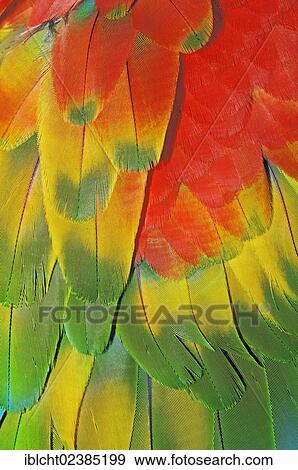 "Harlequin Macaw (Ara macao x Ara chloroptera), a hybrid between a Scarlet Macaw and a Green-winged Macaw, plumage detail, native to South America, in captivity, Netherlands, Europe" View Large Photo Image Stock Photo - "Harlequin Macaw (Ara macao x Ara chloroptera), a hybrid between a Scarlet Macaw and a Green-winged Macaw, plumage detail, native to South America, in captivity, Netherlands, Europe". Fotosearch
