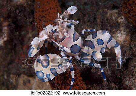 "Harlequin Shrimp (Hymenocera elegans), adult, feeding on seastar, Seraya Beach Resort, Bali, Lesser Sunda Islands, Indonesia, Southeast Asia, Asia" View Large Photo Image Stock Image - "Harlequin Shrimp (Hymenocera elegans), adult, feeding on seastar, Seraya Beach Resort, Bali, Lesser Sunda Islands, Indonesia, Southeast Asia, Asia". Fotosearch