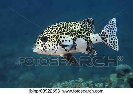 Stock Image - "Harlequin Sweetlips (Plectorhinchus chaetodonoides), Sabang Beach, Puerto Galera, Mindoro, Philippines, Asia". Fotosearch