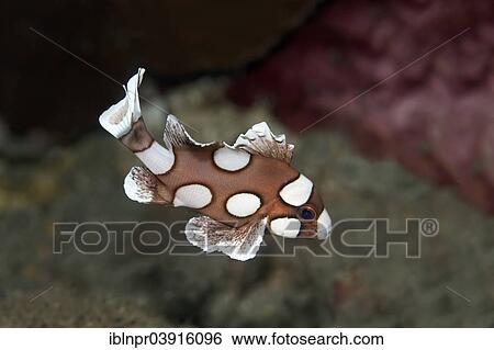 "Harlequin Sweetlips (Plectorhinchus chaetodonoides), juvenile fish, Great Barrier Reef, UNESCO World Natural Heritage Site, Pacific Ocean, Queensland, Australia, Oceania" View Large Photo Image Stock Photograph - "Harlequin Sweetlips (Plectorhinchus chaetodonoides), juvenile fish, Great Barrier Reef, UNESCO World Natural Heritage Site, Pacific Ocean, Queensland, Australia, Oceania". Fotosearch