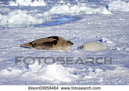 "Harp Seal or Saddleback Seal (Pagophilus groenlandicus, Phoca groenlandica), adult female with pup on pack ice, Magdalen Islands, Gulf of Saint Lawrence, Quebec, Canada, North America" View Large Photo Image Picture - "Harp Seal or Saddleback Seal (Pagophilus groenlandicus, Phoca groenlandica), adult female with pup on pack ice, Magdalen Islands, Gulf of Saint Lawrence, Quebec, Canada, North America". Fotosearch