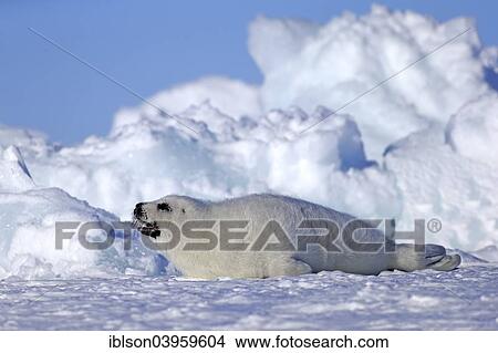 "Harp Seal or Saddleback Seal (Pagophilus groenlandicus, Phoca groenlandica), pup on pack ice, Magdalen Islands, Gulf of Saint Lawrence, Quebec, Canada, North America" View Large Photo Image Picture - "Harp Seal or Saddleback Seal (Pagophilus groenlandicus, Phoca groenlandica), pup on pack ice, Magdalen Islands, Gulf of Saint Lawrence, Quebec, Canada, North America". Fotosearch