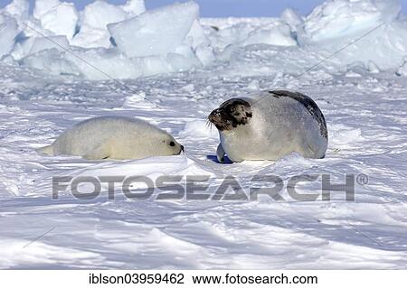 "Harp Seal or Saddleback Seal (Pagophilus groenlandicus, Phoca groenlandica), adult female with pup on pack ice, Magdalen Islands, Gulf of Saint Lawrence, Quebec, Canada, North America" View Large Photo Image Stock Image - "Harp Seal or Saddleback Seal (Pagophilus groenlandicus, Phoca groenlandica), adult female with pup on pack ice, Magdalen Islands, Gulf of Saint Lawrence, Quebec, Canada, North America". Fotosearch