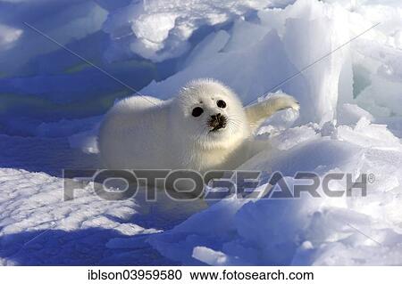 "Harp Seal or Saddleback Seal (Pagophilus groenlandicus, Phoca groenlandica) pup on pack ice, Magdalen Islands, Gulf of Saint Lawrence, Quebec, Canada, North America" View Large Photo Image Stock Image - "Harp Seal or Saddleback Seal (Pagophilus groenlandicus, Phoca groenlandica) pup on pack ice, Magdalen Islands, Gulf of Saint Lawrence, Quebec, Canada, North America". Fotosearch