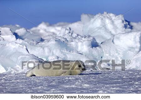 Stock Image - "Harp Seal or Saddleback Seal (Pagophilus groenlandicus, Phoca groenlandica) pup on pack ice, Magdalen Islands, Gulf of Saint Lawrence, Quebec, Canada, North America". Fotosearch