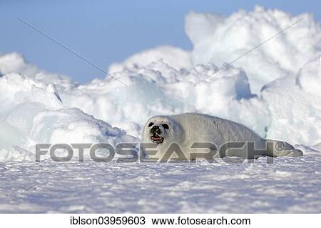 "Harp Seal or Saddleback Seal (Pagophilus groenlandicus, Phoca groenlandica), pup on pack ice, Magdalen Islands, Gulf of Saint Lawrence, Quebec, Canada, North America" View Large Photo Image Stock Image - "Harp Seal or Saddleback Seal (Pagophilus groenlandicus, Phoca groenlandica), pup on pack ice, Magdalen Islands, Gulf of Saint Lawrence, Quebec, Canada, North America". Fotosearch