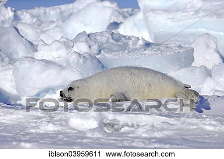"Harp Seal or Saddleback Seal (Pagophilus groenlandicus, Phoca groenlandica) pup resting on pack ice, Magdalen Islands, Gulf of Saint Lawrence, Quebec, Canada, North America" View Large Photo Image Stock Image - "Harp Seal or Saddleback Seal (Pagophilus groenlandicus, Phoca groenlandica) pup resting on pack ice, Magdalen Islands, Gulf of Saint Lawrence, Quebec, Canada, North America". Fotosearch