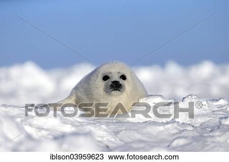 Stock Image - "Harp Seal or Saddleback Seal (Pagophilus groenlandicus, Phoca groenlandica) pup on pack ice, Magdalen Islands, Gulf of Saint Lawrence, Quebec, Canada, North America". Fotosearch